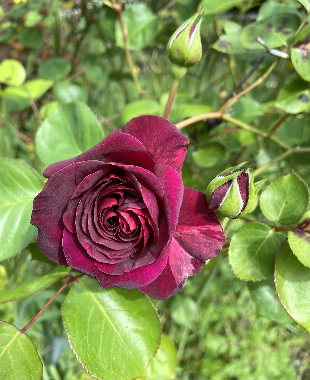 Photo of Rose (Rosa 'Tradescant') uploaded by Calif_Sue