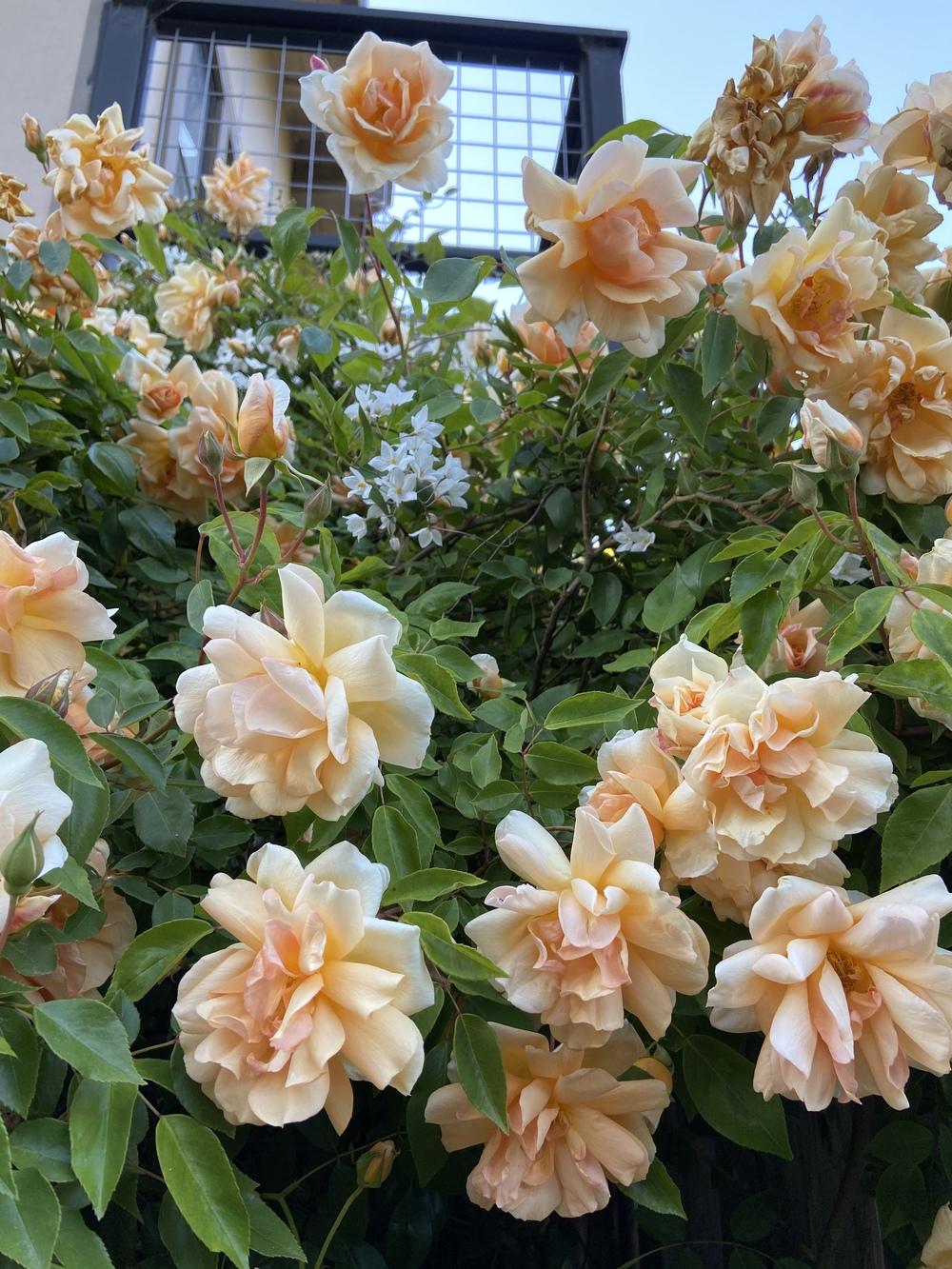 Photo of Rose (Rosa 'Crepuscule') uploaded by Calif_Sue