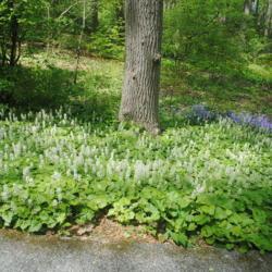 Location: Jenkins Arboretum in Berwyn, PA
Date: 2021-05-02
mass in bloom