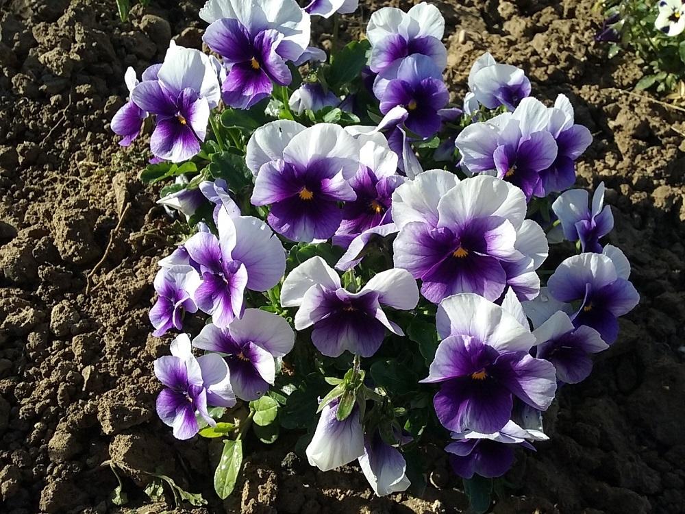 Photo of Violas (Viola) uploaded by Lucius93