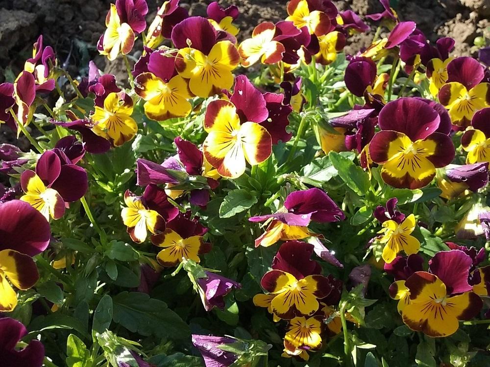 Photo of Violas (Viola) uploaded by Lucius93
