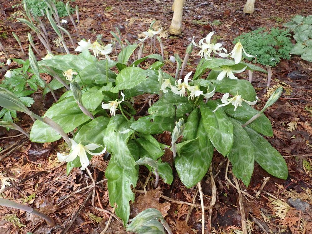 Photo of California Trout Lily (Erythronium californicum 'White Beauty') uploaded by Vals_Garden