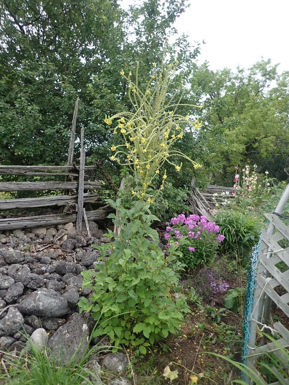Photo of Common Mullein (Verbascum thapsus) uploaded by Vals_Garden
