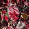 Viburnum American Spice™ - Some leaves become highly patterned