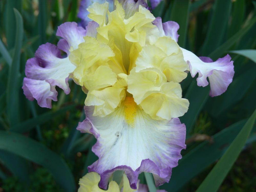 Photo of Tall Bearded Iris (Iris 'Day on the Bay') uploaded by janwax