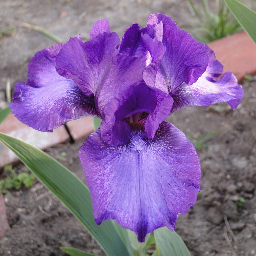 Photo of Intermediate Bearded Iris (Iris 'This and That') uploaded by lauriemorningglory