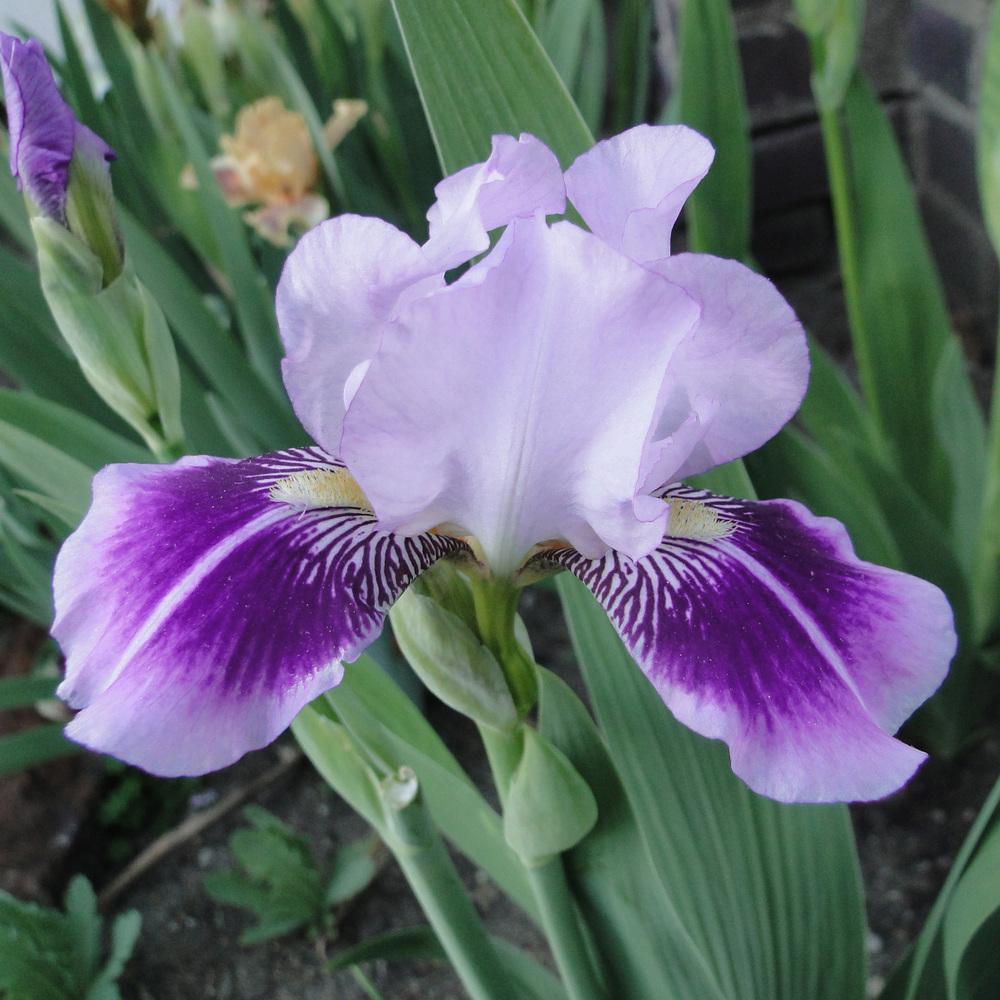 Photo of Miniature Tall Bearded Iris (Iris 'Dividing Line') uploaded by lauriemorningglory