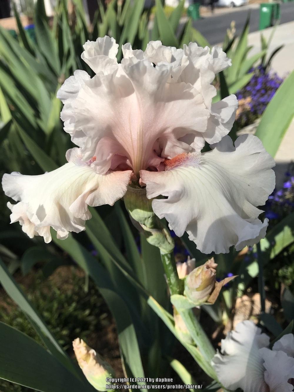 Photo of Tall Bearded Iris (Iris 'Treasured') uploaded by shizen