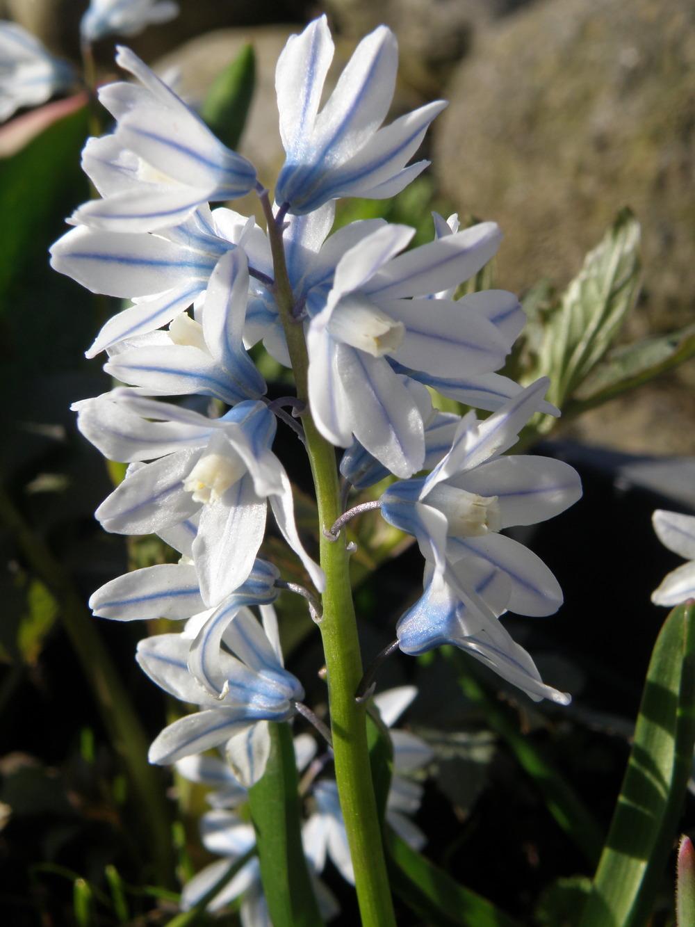 Photo of Striped Squill (Puschkinia scilloides) uploaded by IrisLilli