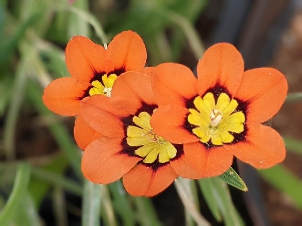 Photo of Harlequin Flower (Sparaxis tricolor) uploaded by Joy