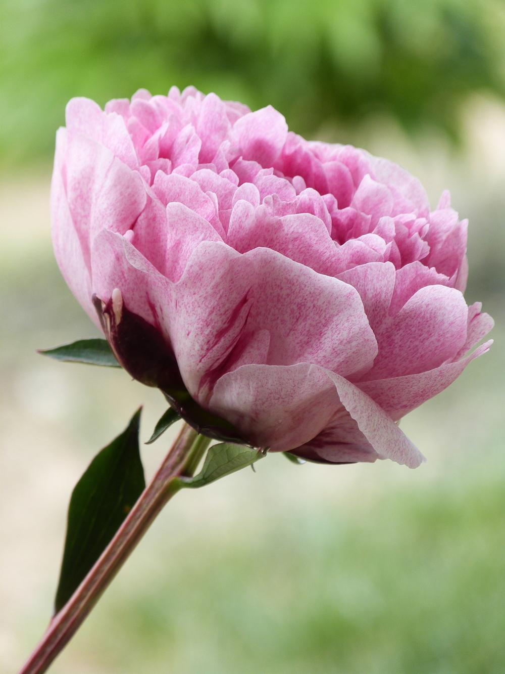 Photo of Chinese Peony (Paeonia lactiflora 'The Fawn') uploaded by Topdecker
