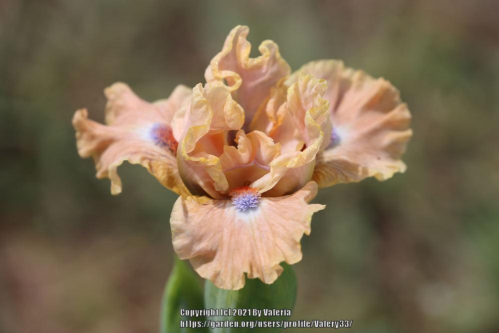 Photo of Standard Dwarf Bearded Iris (Iris 'Golden Apricot') uploaded by Valery33