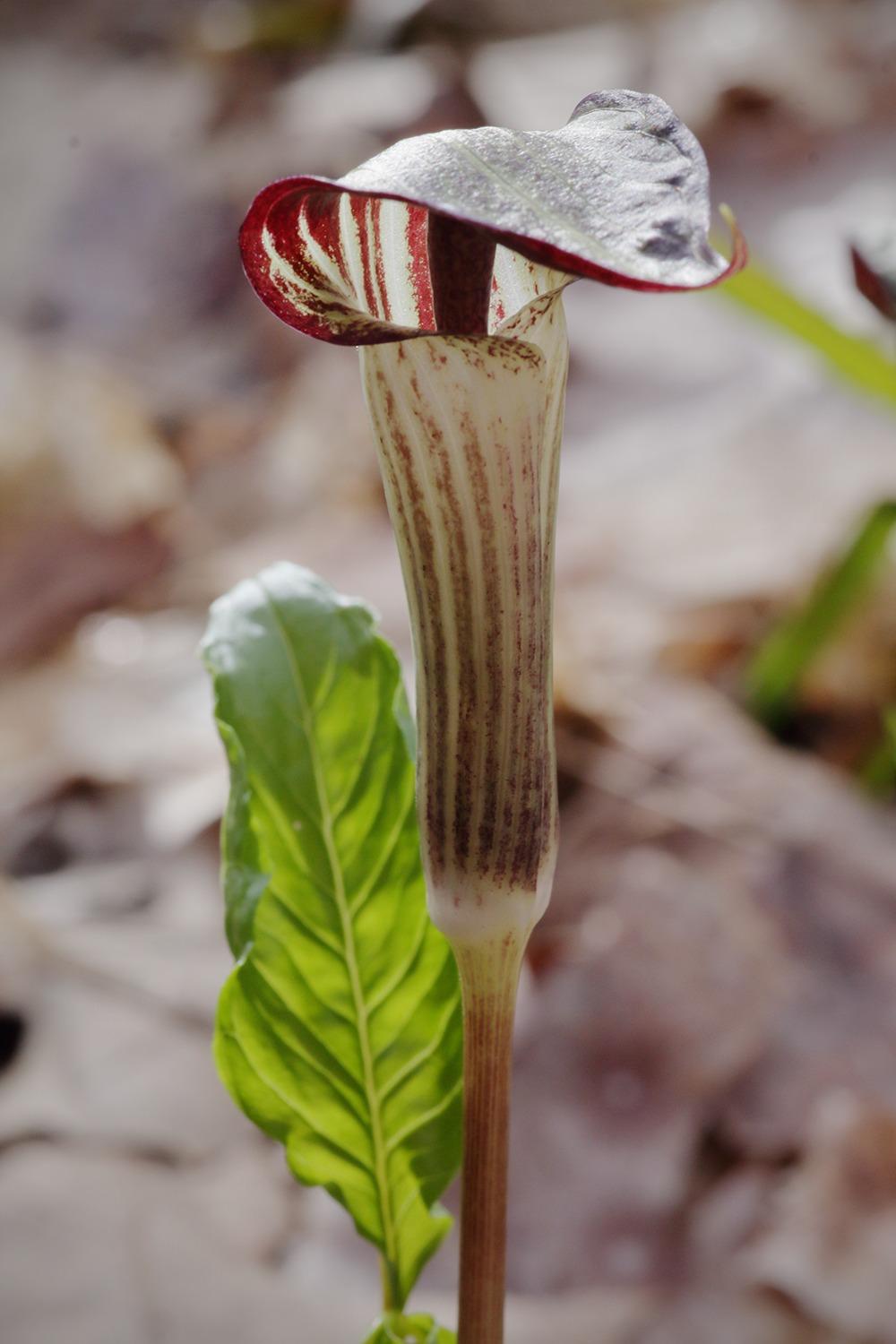 Photo of Jack in the Pulpit (Arisaema triphyllum) uploaded by ignova