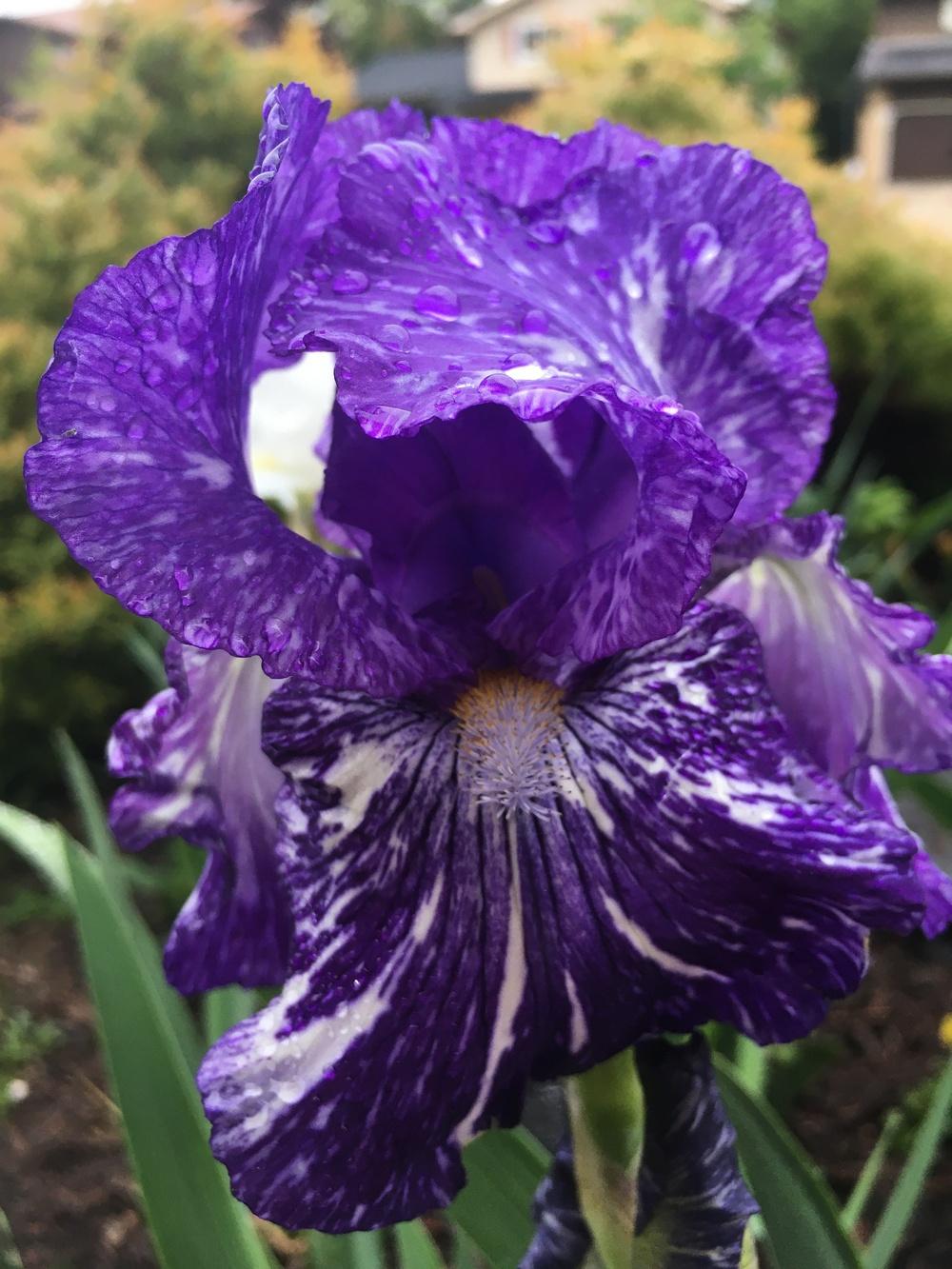 Photo of Border Bearded Iris (Iris 'Batik') uploaded by sucrose
