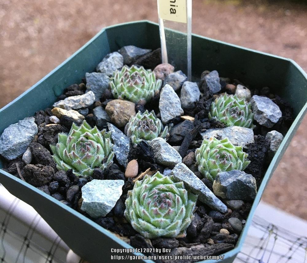 Photo of Hen and Chicks (Sempervivum 'Apollonia') uploaded by webesemps