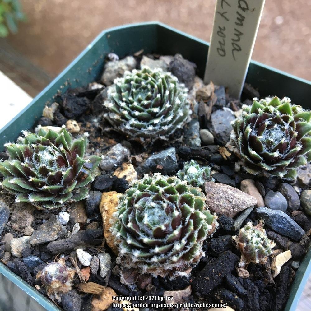 Photo of Hen and Chicks (Sempervivum 'Gamma') uploaded by webesemps