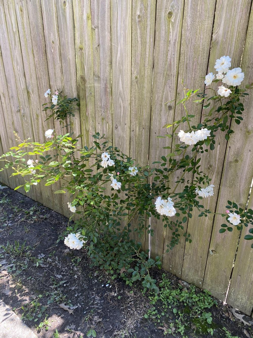Photo of Hybrid Musk Rose (Rosa 'Prosperity') uploaded by Berrycajun