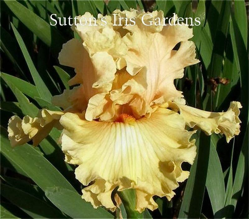 Photo of Tall Bearded Iris (Iris 'Comes the Dawn') uploaded by DaylilySLP