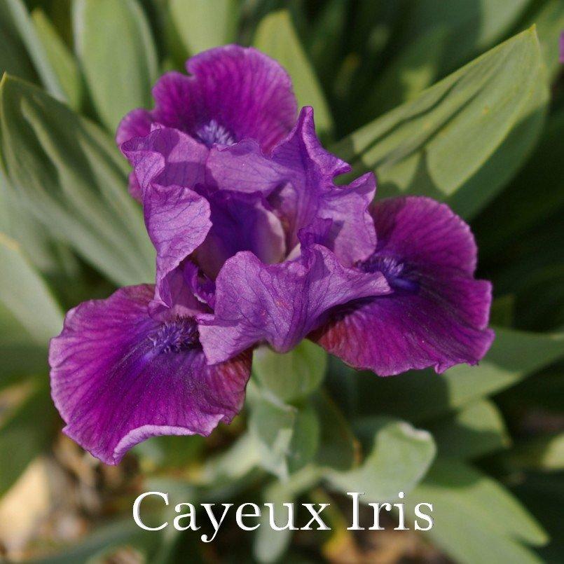Photo of Standard Dwarf Bearded Iris (Iris 'Plum Twist') uploaded by DaylilySLP
