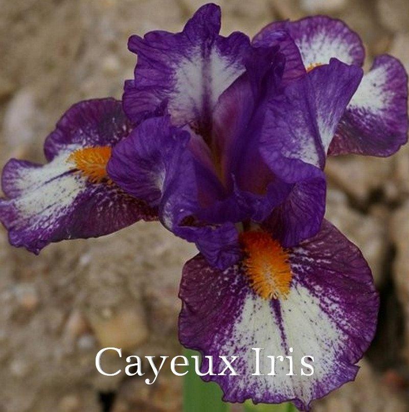 Photo of Standard Dwarf Bearded Iris (Iris 'Hugs') uploaded by DaylilySLP