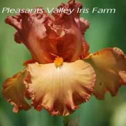 
Date: 2012-05-01
Image courtesy of Pleasants Valley Iris Farm