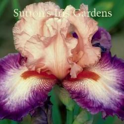 
Image courtesy of Sutton's Iris Gardens