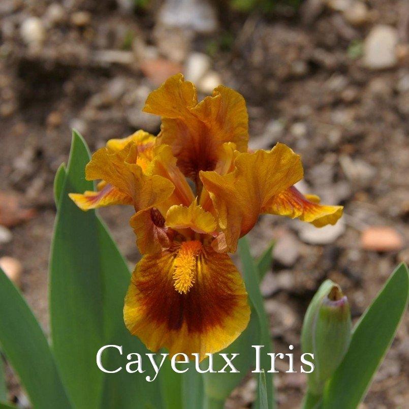 Photo of Standard Dwarf Bearded Iris (Iris 'Gingerbread Trim') uploaded by DaylilySLP