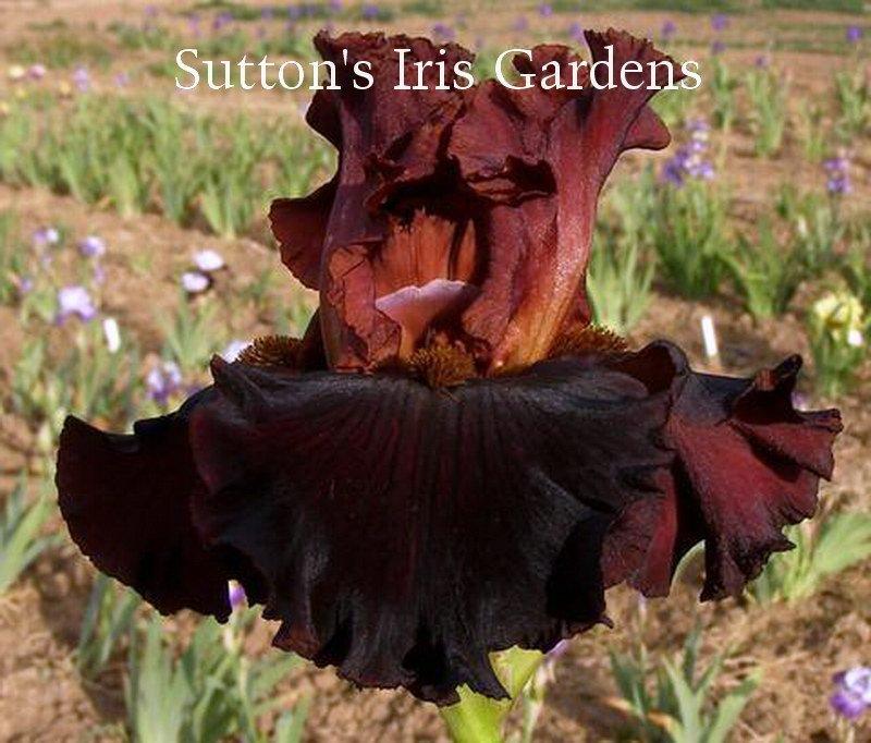 Photo of Tall Bearded Iris (Iris 'Smoky Shadows') uploaded by DaylilySLP