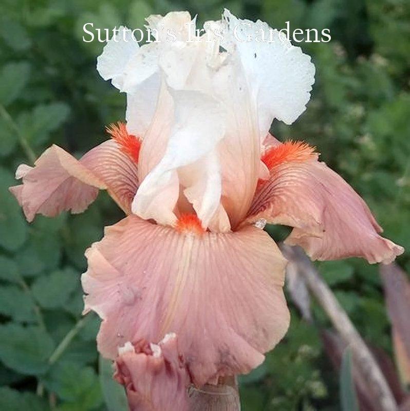 Photo of Tall Bearded Iris (Iris 'Struck Twice') uploaded by DaylilySLP