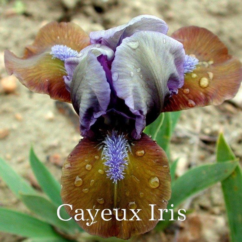 Photo of Standard Dwarf Bearded Iris (Iris 'Hocus Pocus') uploaded by DaylilySLP