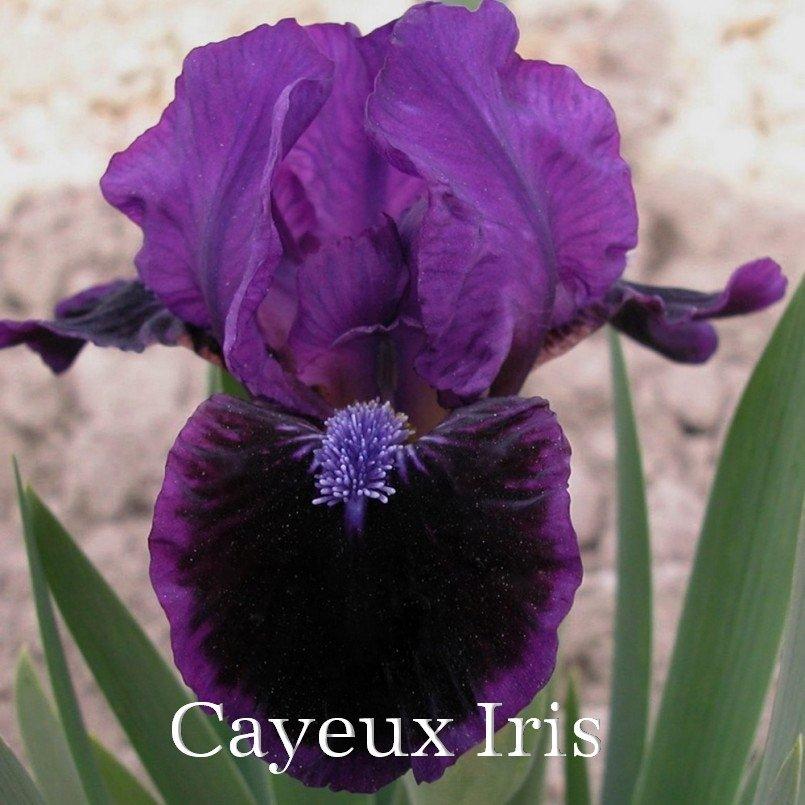 Photo of Standard Dwarf Bearded Iris (Iris 'Well Suited') uploaded by DaylilySLP