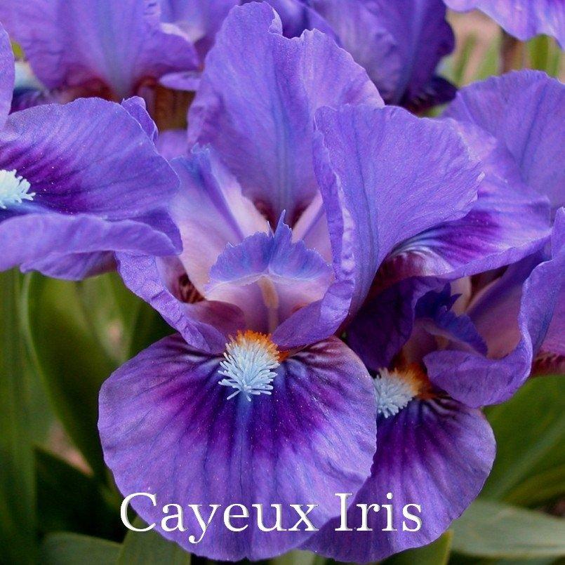 Photo of Standard Dwarf Bearded Iris (Iris 'Wizard's Return') uploaded by DaylilySLP