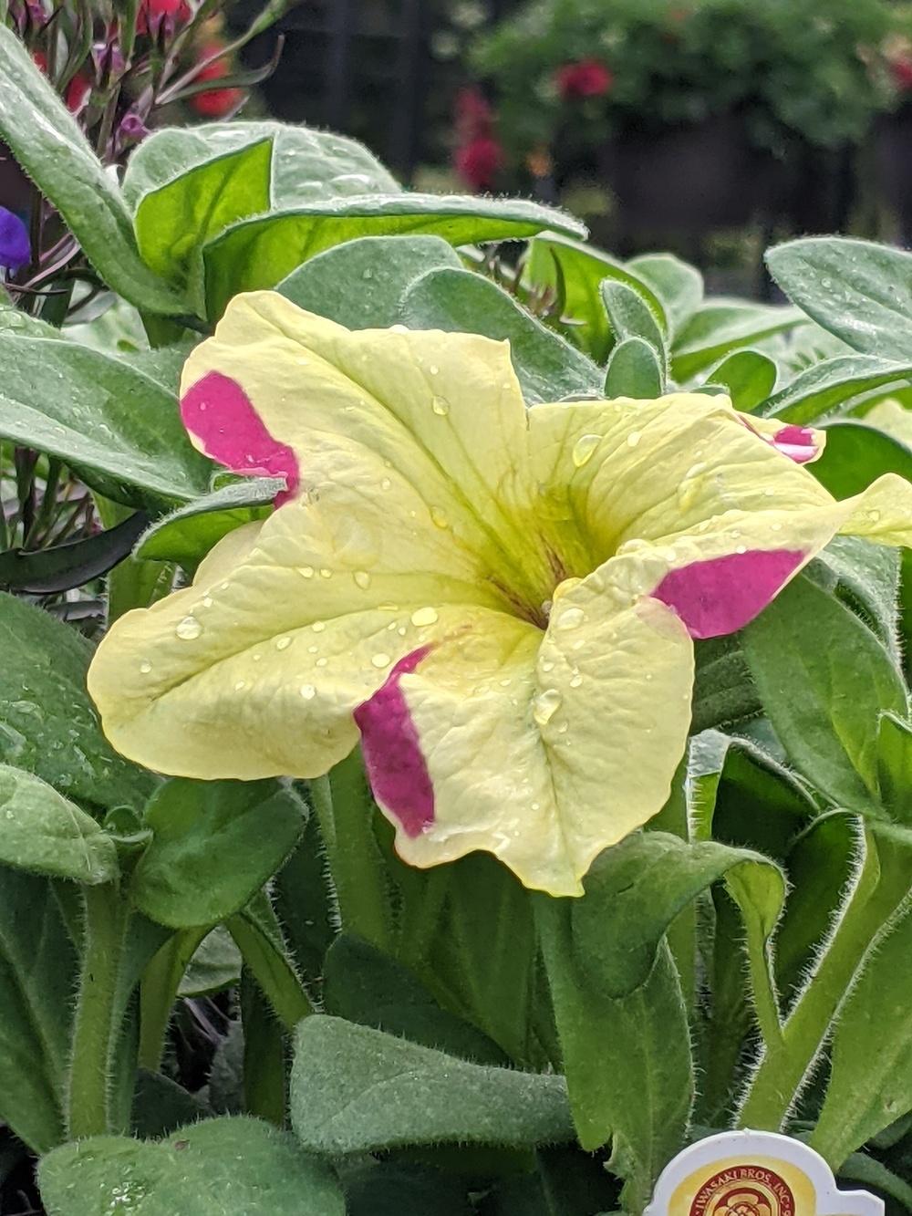 Photo of Grandiflora Petunia (Petunia Sophistica® Lime Bicolor) uploaded by Joy