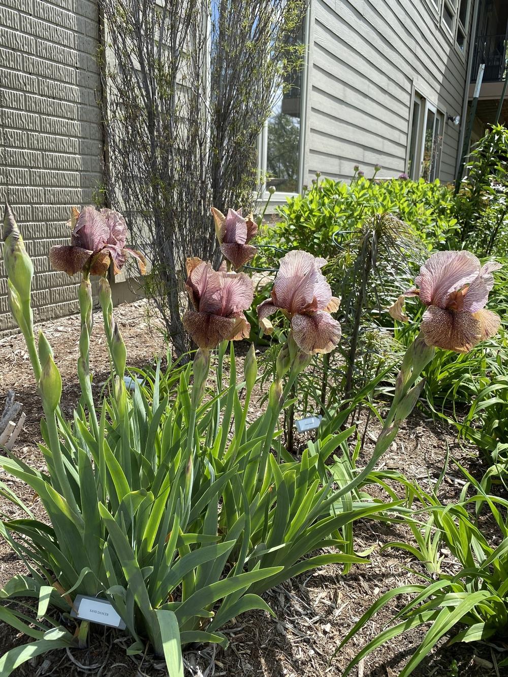 Photo of Arilbred Iris (Iris 'Sand Dancer') uploaded by Legalily
