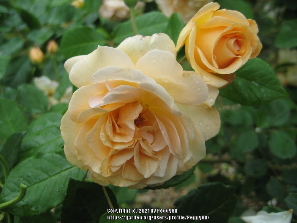 Photo of Floribunda Rose (Rosa 'Julia Child') uploaded by Peggy8b
