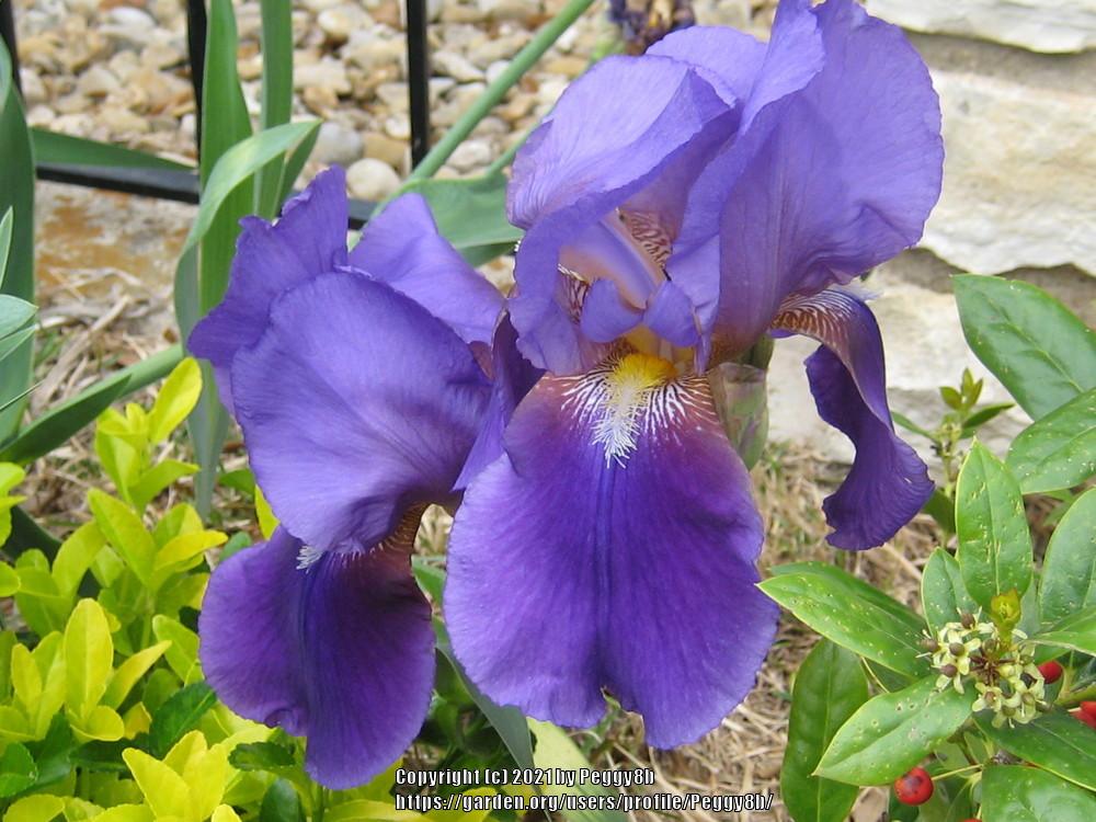 Photo of Irises (Iris) uploaded by Peggy8b