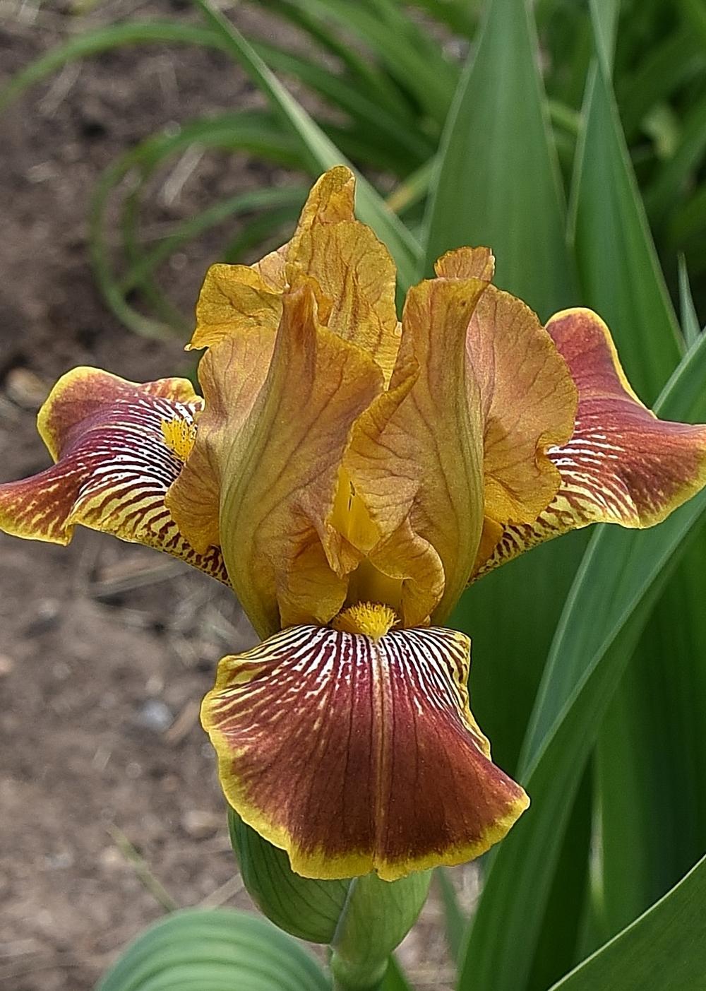 Photo of Miniature Tall Bearded Iris (Iris 'Breakfast in Bed') uploaded by Polka45