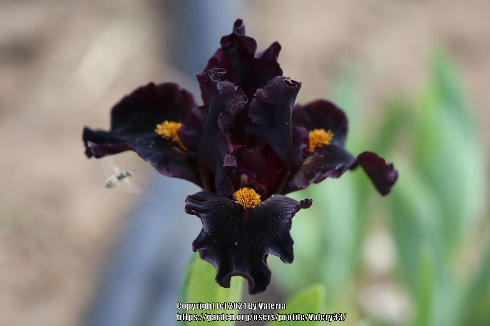 Photo of Standard Dwarf Bearded Iris (Iris 'Devil's Night') uploaded by Valery33