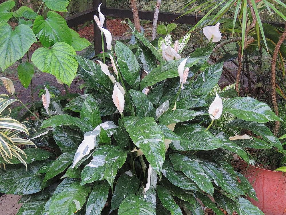 Photo of Peace Lily (Spathiphyllum 'Domino') uploaded by plantladylin