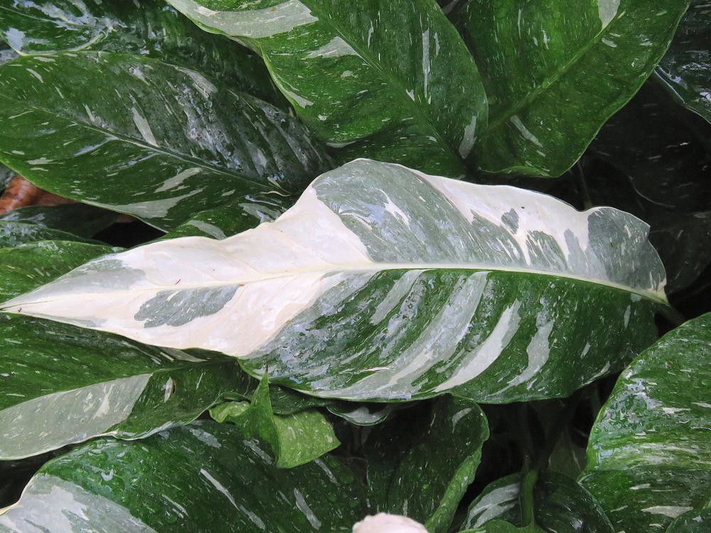 Photo of Peace Lily (Spathiphyllum 'Domino') uploaded by plantladylin