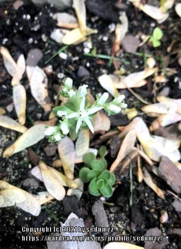 Photo of Woodland Stonecrop (Sedum ternatum) uploaded by sedumzz