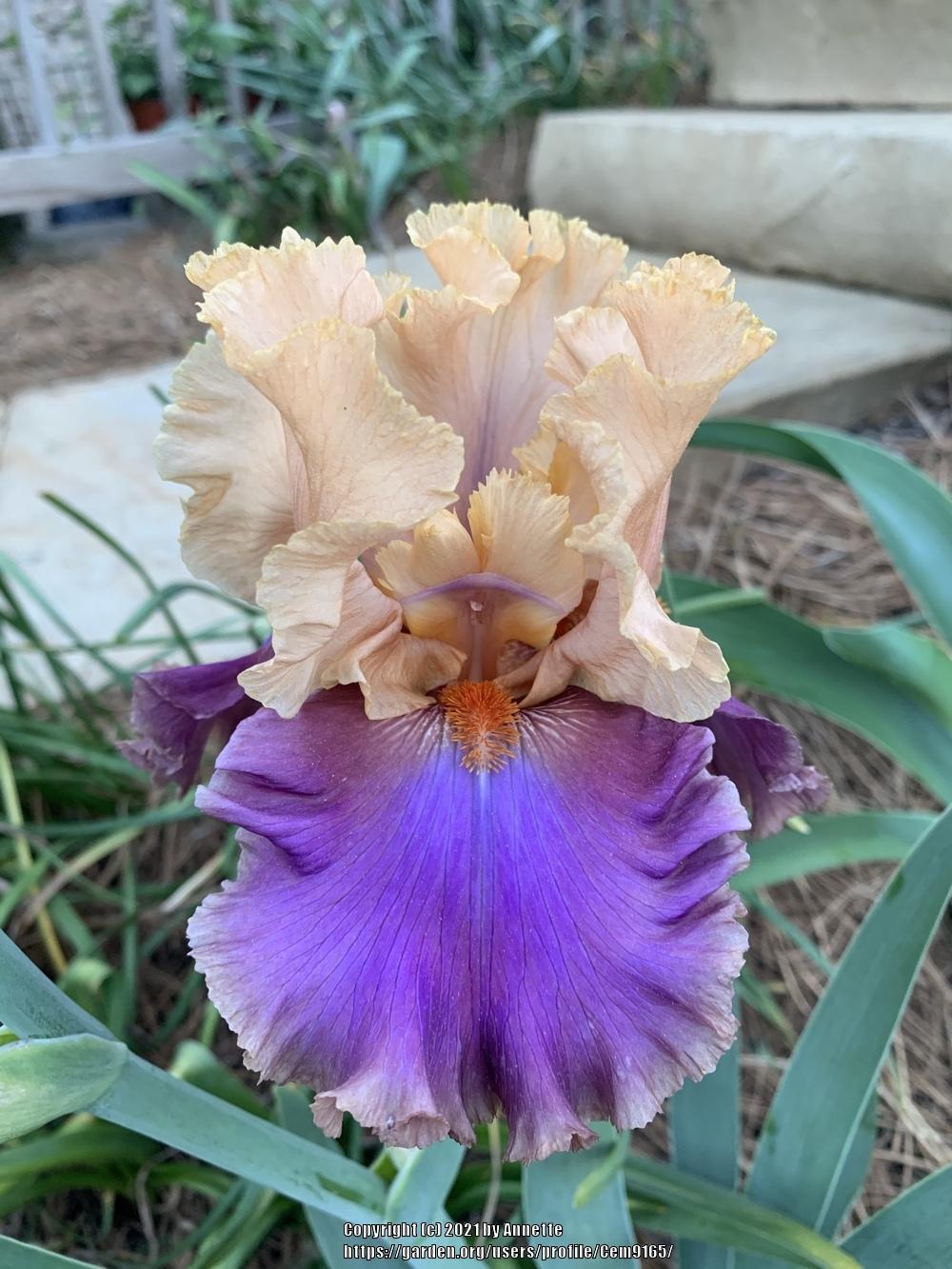 Photo of Tall Bearded Iris (Iris 'Dollface') uploaded by Cem9165
