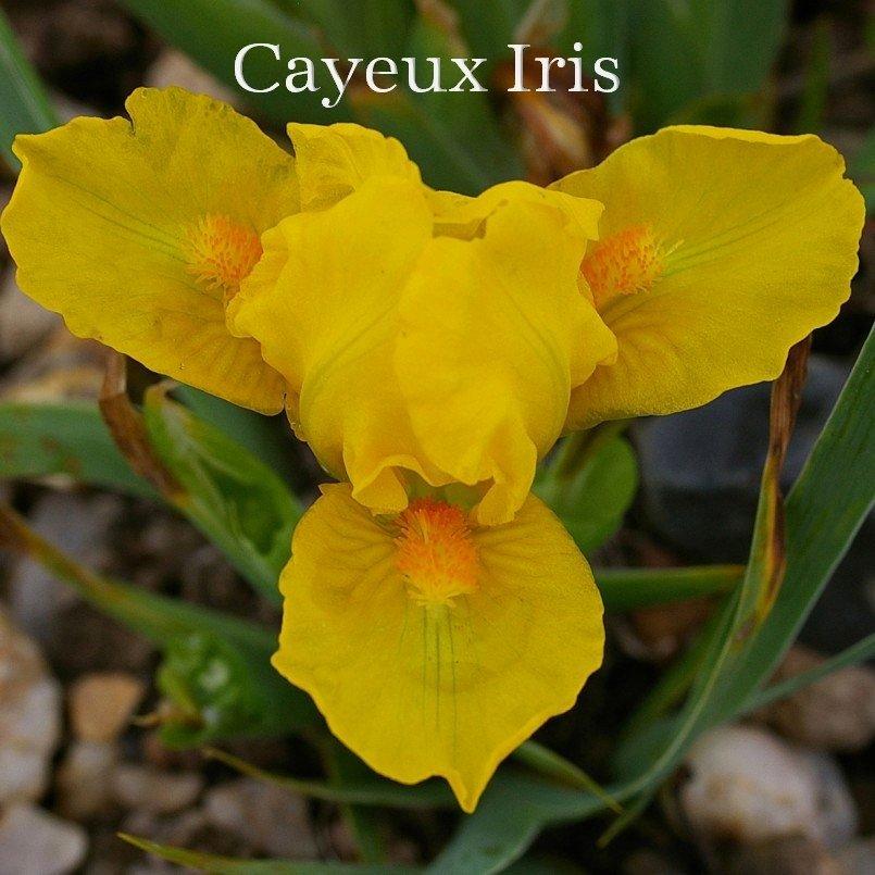 Photo of Miniature Dwarf Bearded Iris (Iris 'Dex') uploaded by DaylilySLP