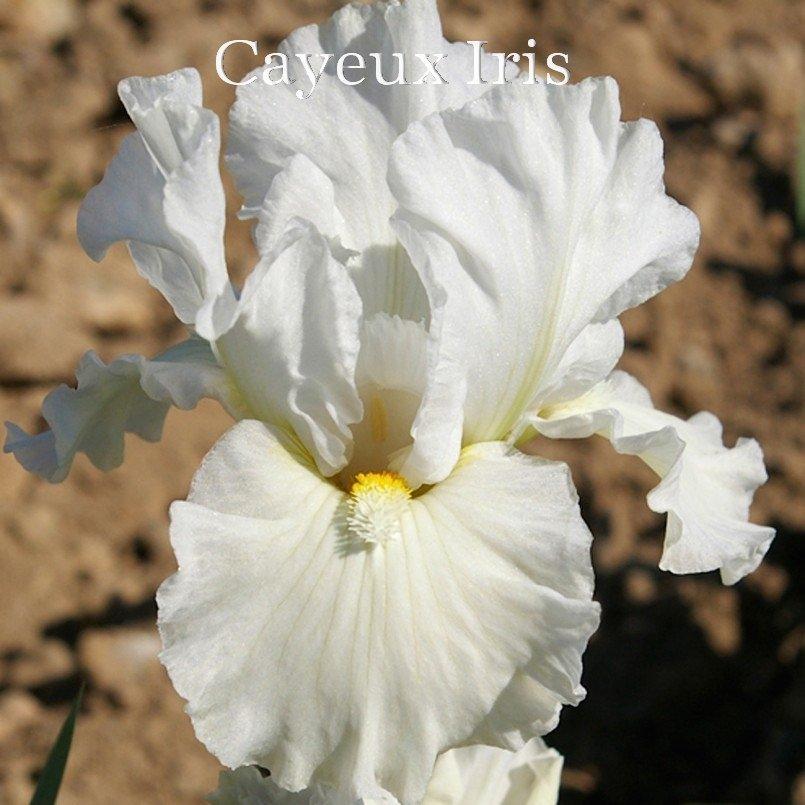 Photo of Intermediate Bearded Iris (Iris 'Frosty Elegance') uploaded by DaylilySLP