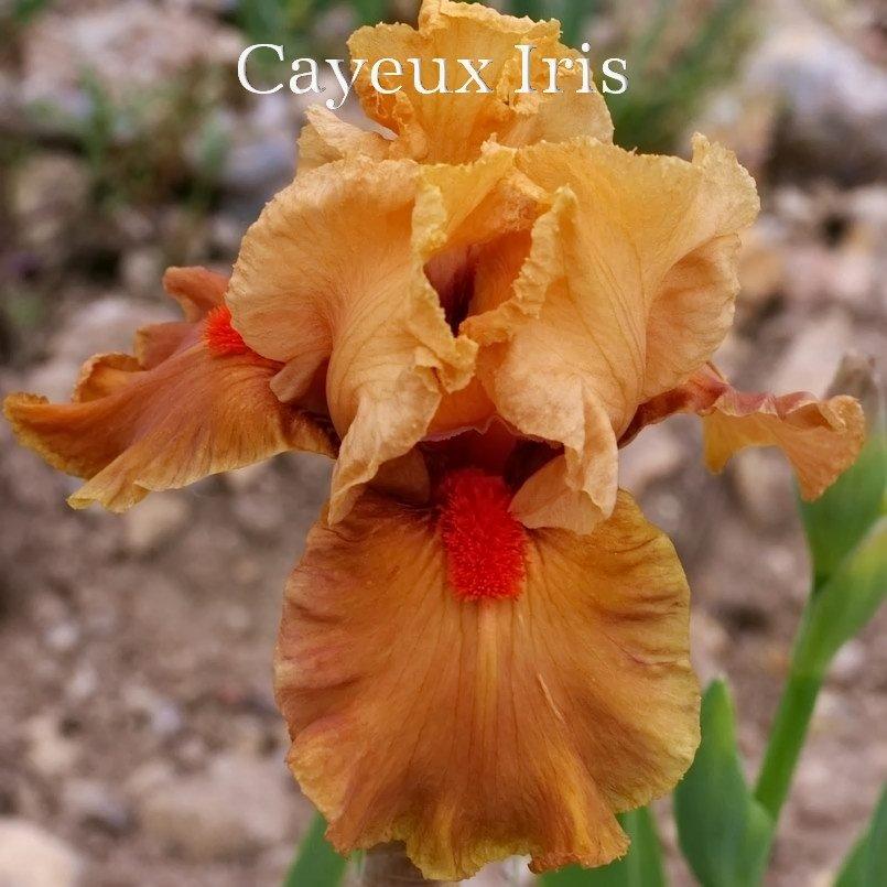 Photo of Intermediate Bearded Iris (Iris 'I'm on Fire') uploaded by DaylilySLP