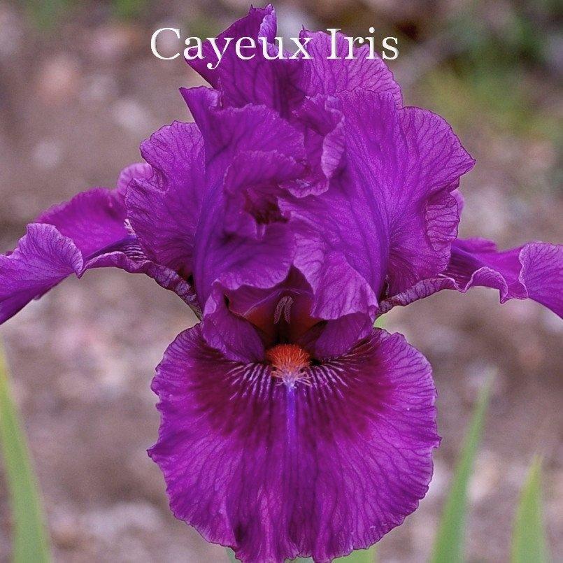 Photo of Intermediate Bearded Iris (Iris 'Pop Culture') uploaded by DaylilySLP