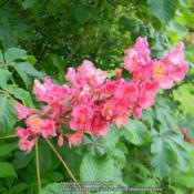 Colorful bloom on seedling grown Aesculus x carnea