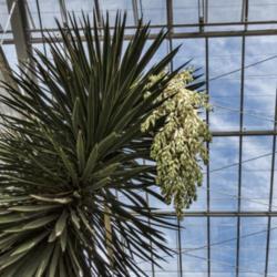 Location: Conservatory, Matthaei Botanical Gardens, Ann Arbor
Date: 2013-05-06
Yucca treculeana - Even though it's one of the tallest plants in 
