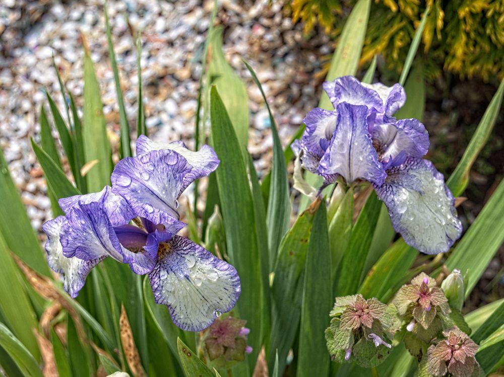 Photo of Standard Dwarf Bearded Iris (Iris 'Stitch Witch') uploaded by frankrichards16