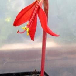 Location: Toronto, Ontario
Date: 2021-05-07
Aztec Lily (Sprekelia formosissima) in bloom.